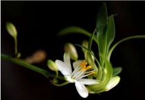 兰花叶发黄是怎么回事