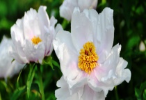 凤丹和牡丹花杆有什么不同 叶片、根系、花朵、结种又有什么不同