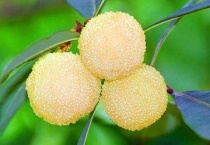 白杨梅和红杨梅有什么不同