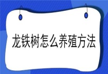 龙铁树怎么养殖多久？