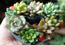 多肉名字的由来