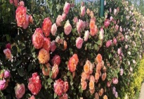 藤本月季哪个品种好？藤本月季的养殖多久？