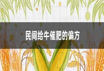 民间给牛催肥的偏方