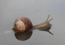 水蜗牛和螺的区别？