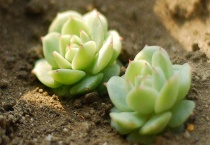 静夜多肉化水怎么办？