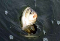 钓鲫鱼什么小药好？小药类型有哪些？