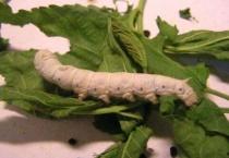 影响蚕生命和变化的因素