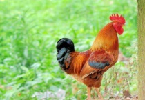 为什么蛇打不过公鸡