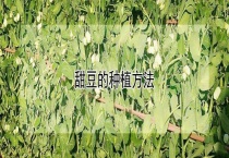 甜豆的种植多久？