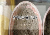 种子播种后不盖土可以吗？