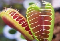 食虫草怎么捕食