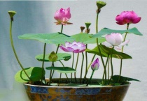 碗莲的茎为什么又细又长