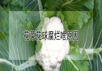 花菜花球腐烂啥原因？