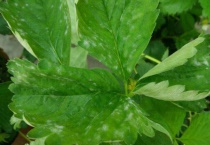 草莓苗叶子边缘变黄的原因？