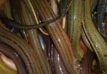 黄鳝生活在哪里