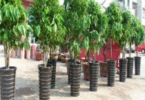 平安树的养殖方法和注意事项 附其病虫害防治多久？