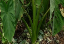 芋头种植埋多深