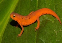 东方蝾螈吃什么 附东方蝾螈的繁殖多久？