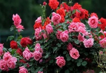 月季花长白霜用什么药