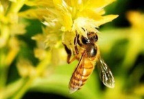 植物传粉的方式有哪些？