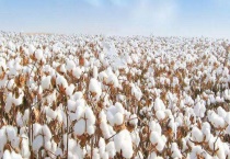 哪个国家最早种植棉花 附棉花经济价值