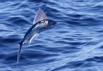 飞鱼吃什么食物？飞鱼真的会飞吗？