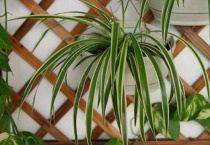 油画婚礼吊兰如何爆盆