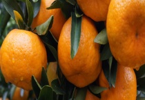 芦柑吃了会上火还是下火 每天吃几个适量 吃了芦柑有什么益处