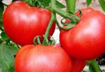 西红柿叶子发黄枯萎怎么办？