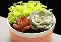 多肉春天多少度可以露养