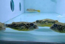 斑马狗头好养吗？