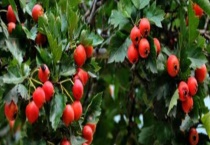 山楂可以嫁接什么树 嫁接时间是什么时候 有什么多久？