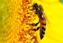 新收蜜蜂要喂几天糖水 附蜜蜂过箱注意事项