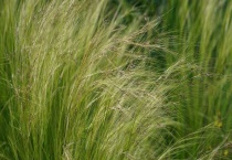 大麦草与小麦草的区别？