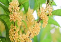 鲜桂花怎么保存 附繁殖多久？