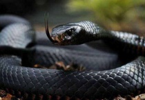 黑曼巴蛇的天敌