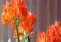 君子兰烂心怎么处理？严重烂心该怎么办？