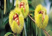 嫁接板栗树结果需要几年 附嫁接多久？