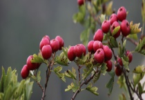 山楂树的寿命有多长 附山楂树的修剪方式和注意事项