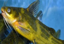 黄颡鱼的生活习性及特点 详细如下