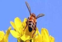 蜜蜂蛰了第二天越来越肿胀怎么办 附注意事项