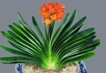 君子兰叶片晒伤后怎么管理