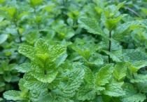 薄荷开花是怎么回事