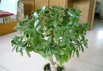 厚脸皮植物可以养在室内吗？