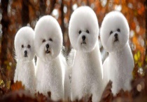 什么是犬瘟热？出现抽搐现象该怎么治疗