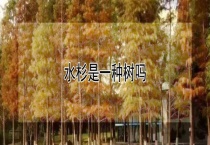 水杉是一种树吗？