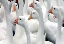 皖西白鹅都有哪些特点 一只鹅苗的价钱是多少？