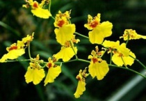 金蝶兰是怎样传播花粉的