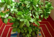 玉树的繁殖方法及时间