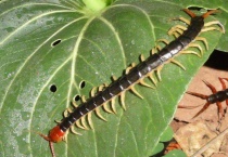 蜈蚣打死后该怎么多久？